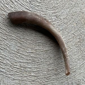 REAL -goat antler/horn - natural